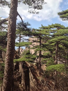 山林间挺拔松树景观