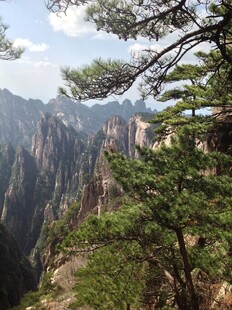 黄山奇峰间的苍松美景