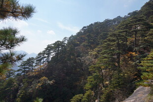 山林葱郁风景秀丽