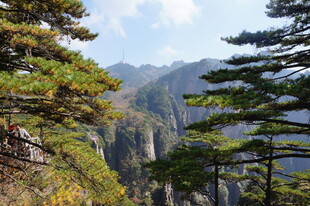 黄山奇峰间的苍松美景