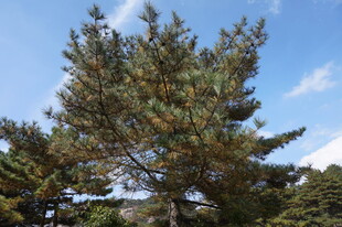 挺拔松树于蓝天之下