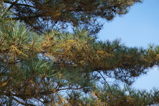 蓝天映衬下的松树枝叶