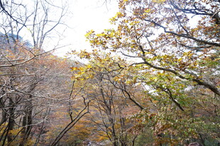 秋日山林斑斓景致