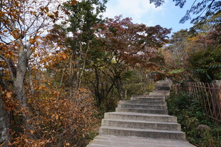 秋日山林中的石阶小径