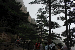 山间松林中的游人景象