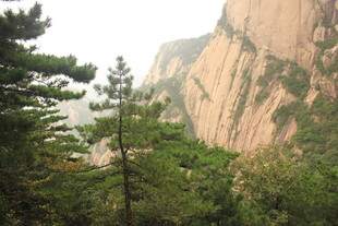 巍峨山峰与葱郁林木