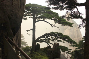 黄山奇峰间的苍松景观