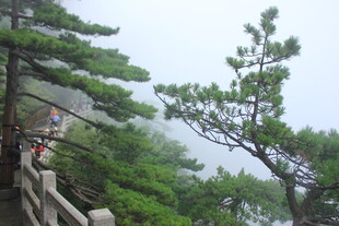 山间栈道旁的苍松翠柏