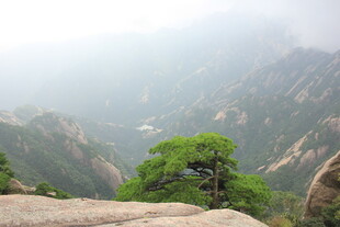 山间孤松 雾绕壮美山峦
