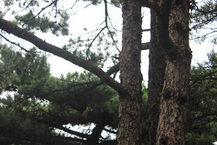 挺拔松树的自然景象