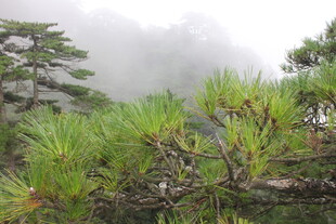 云雾缭绕中的翠绿松林