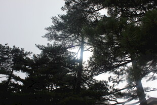 阳光穿透松林景象