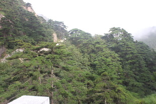 山间绿意盎然的自然景致