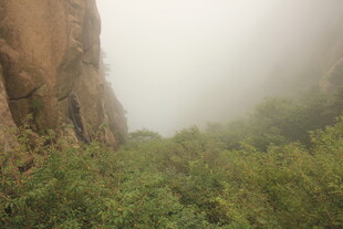 雾中峡谷绿意盎然