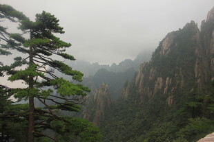 黄山奇峰旁的挺拔松树