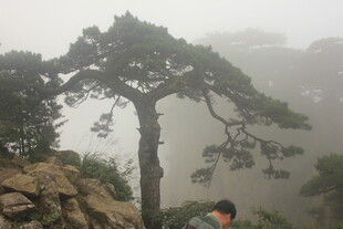 雾中孤松旁的旅人