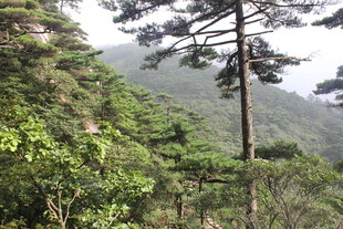 山林间的葱郁树木景观