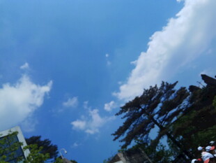 蓝天绿树间的晴朗景致