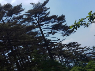 挺拔松树与蓝天相映