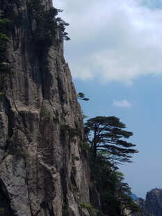 陡峭山崖上的孤松