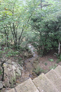 山间石阶旁的繁茂绿植