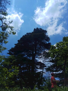 蓝天绿树间的自然景致