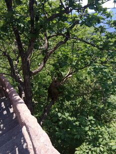 林间石径 绿意盎然之景