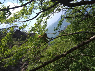 林间树梢处的自然景致