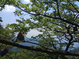 林间枝头的静谧景象