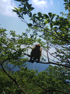 树上的猴子