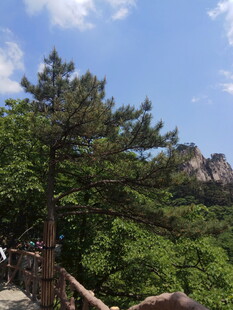 山间苍松 绿意盎然之景