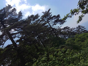 山林间挺拔的树木景观