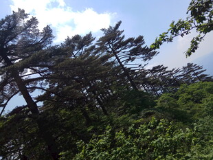 山林绿意 繁茂树木景观