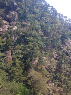 山林峭壁间的繁茂植被