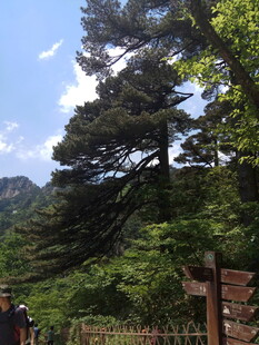 山林间的指路木牌与绿树