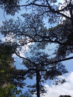 仰视茂密树林与蓝天