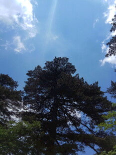 蓝天绿树间的自然景致