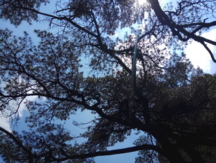 透过枝叶望蓝天