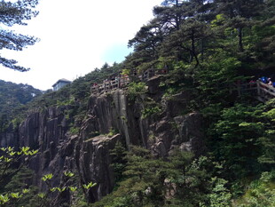 峻峭山壁旁的繁茂山林