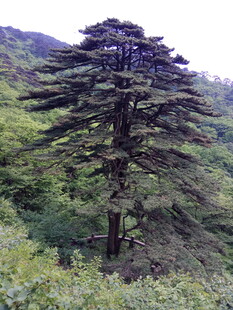 山林中的高大挺拔松树