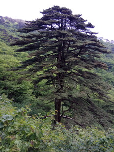 山林中的挺拔松树