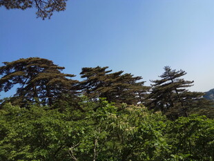 山林蓝天间的葱郁树木