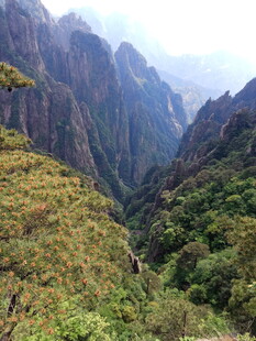 壮丽山谷间的葱郁山林