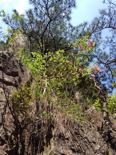 山间岩壁绿植绽放生机