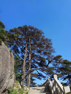 山林间挺拔的高大树木