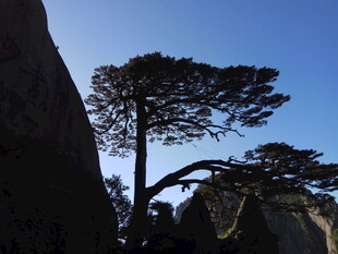 黄山奇松屹立于山石间