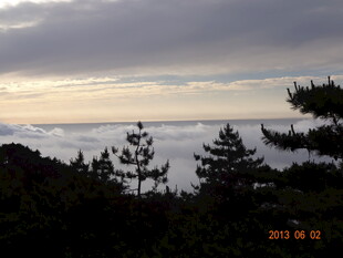 海边暮色中的松树林景