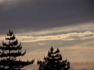 黄昏下的松树与天空