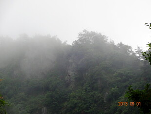 山间云雾缭绕的葱郁树林