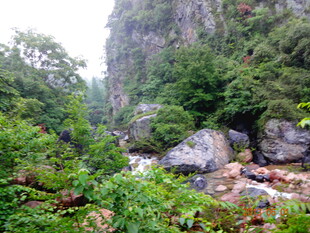 山间溪流旁的繁茂景致